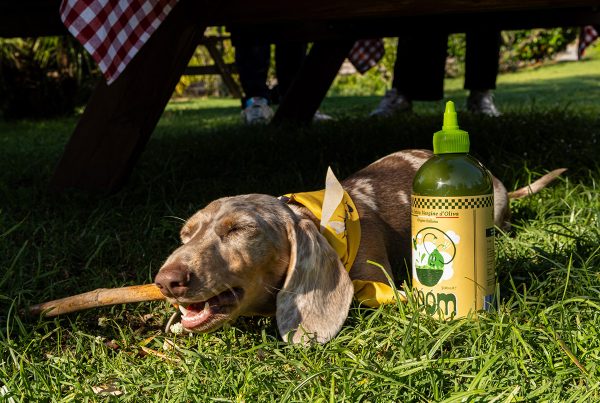 Cane accanto alle bottiglie di olio extravergine Boom