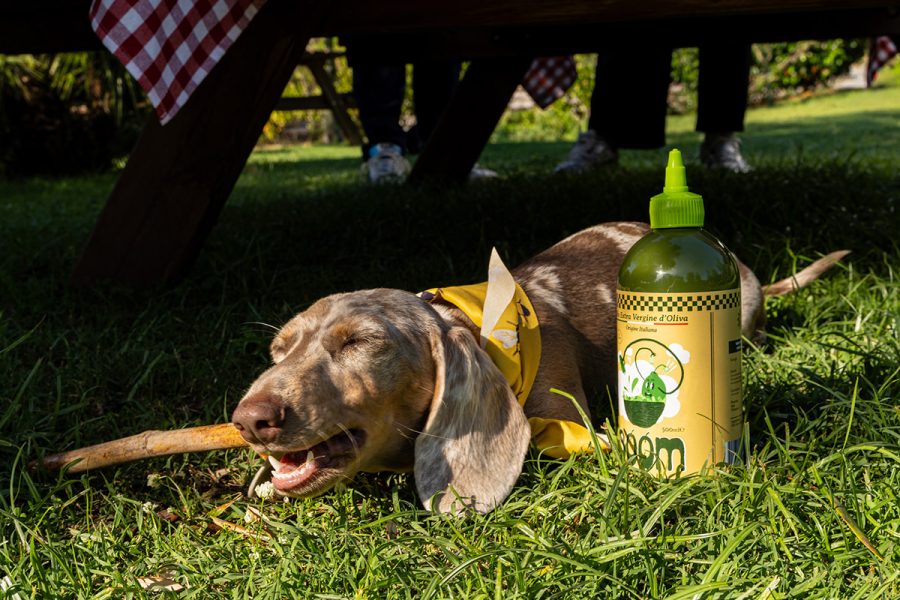 Cane accanto alle bottiglie di olio extravergine Boom